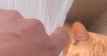 猫たちの様子を見ようと、カーテンをめくったら…予想外の『とんでもない格好』に爆笑「めっちゃ体柔らかいｗ」「どうしても一緒がいいんだｗ」