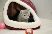 猫があなたに『叶えてください』と願っていること4つ　お願いする理由や愛猫を満足させるコツ