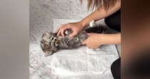 タオルの上に寝かされる子猫→タオルで包んでみると……『可愛すぎる光景』に癒される人が続出「されるがままｗ」「大人しすぎるｗ」
