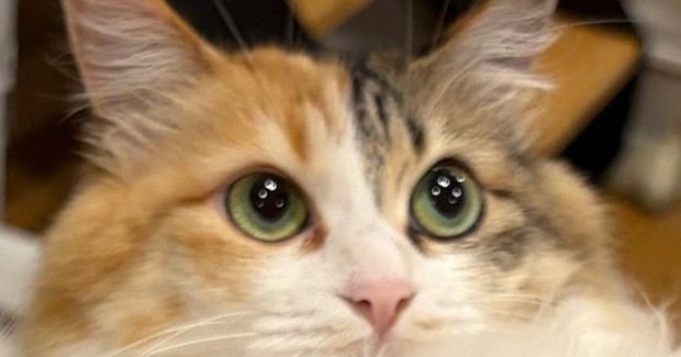 ネコの『おしり』を拭こうとしたら…あまりにも協力的すぎる『まさかのポーズ』に６万いいね「ぜひ教科書に載せよう」「す、すごいｗ」と話題