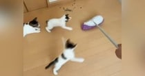 モップ掛けをしていると、『子猫たち』が…全力で追いかけ始める『可愛い光景』に爆笑「全然掃除できてないｗ」「最後で吹いたｗ」と34万再生