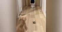 家で『初めてのボウリング』→ボールを投げたら、『猫』が乱入してきて…笑ってしまう展開に「豪快なストライクｗ」「めっちゃ可愛いｗ」と話題