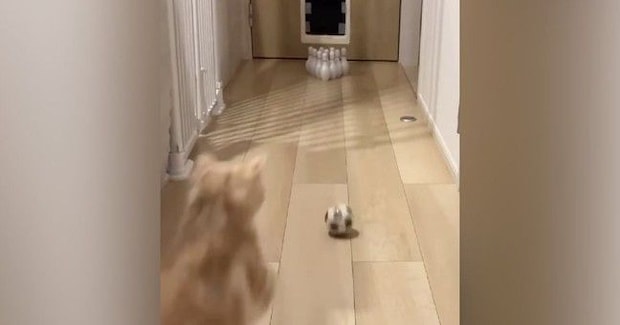 家で『初めてのボウリング』→ボールを投げたら、『猫』が乱入してきて…笑ってしまう展開に「豪快なストライクw」「めっちゃ可愛いw」と話題