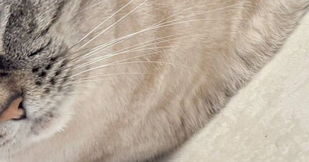 『床でくつろぐ猫』をよく見たら……アザラシの赤ちゃんそっくりな『可愛すぎる瞬間』に３万いいね「にゃざらし」「真似してるのかなｗ」