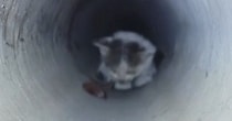 3日間、『下水管の中』で鳴き続けた子猫→ごはんで誘っても出てこなくて…緊迫の救出劇が32万再生「とても感動した」「本当にありがとう」