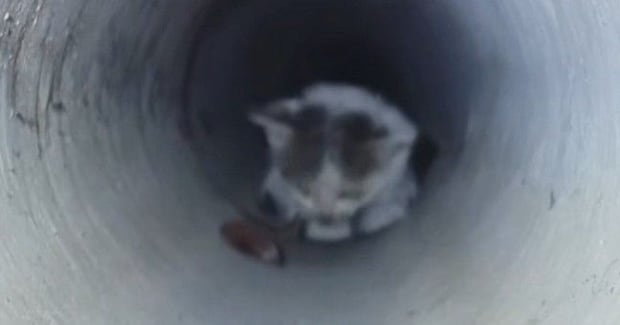 3日間、『下水管の中』で鳴き続けた子猫→ごはんで誘っても出てこなくて…緊迫の救出劇が32万再生「とても感動した」「本当にありがとう」