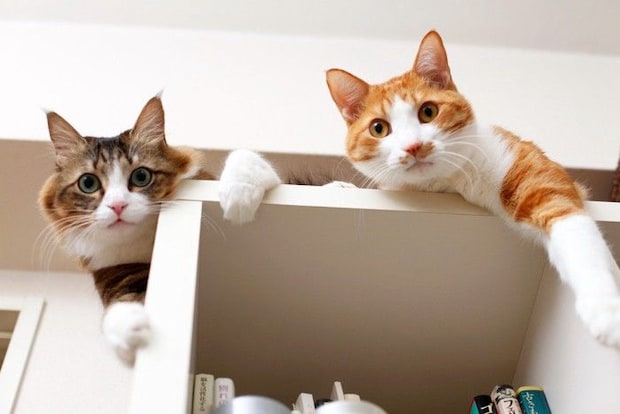 本棚の上から見下ろす2匹の猫