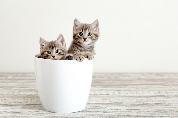 植木鉢から顔を出す2匹の子猫