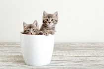 猫を多頭飼いするなら『2匹同時』に迎えるべき？　良い点・悪い点から抑えておきたいポイントまで