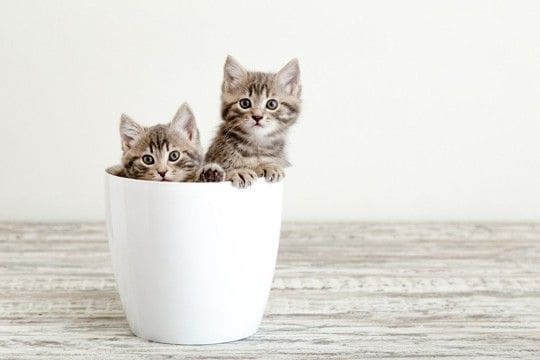 猫を多頭飼いするなら『2匹同時』に迎えるべき？　良い点・悪い点から抑えておきたいポイントまで