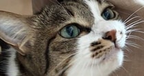 休みを取った嫁から送られてきた『猫の様子』を見たら…思わず嫉妬してしまう光景に４万いいね「飛んで帰りたくなるね」「許せませんなぁ」