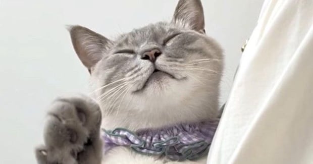 抱っこされる『甘えん坊猫』→おててを伸ばしてきて…可愛すぎる『まさかの行動』が95万再生「３ポフｗ」「win-winでしかないブーム」