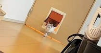 ペットドアの『使い方を知らない猫』→同居猫が通り抜ける瞬間を見た結果…まさかの反応に「ずっと見ていられるｗ」「顔がかわいい」と反響