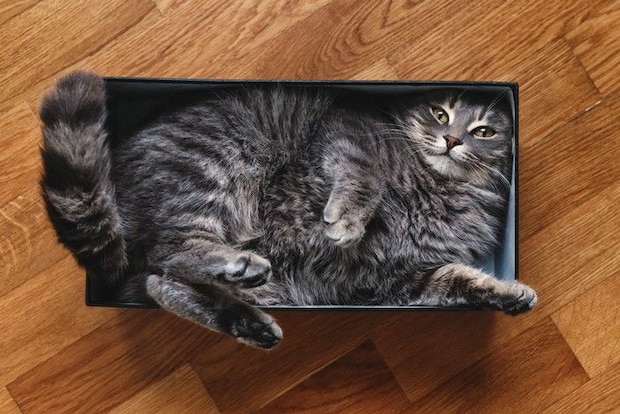 小さい箱に入る猫