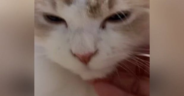 気持ちよさそうに撫でられていた猫→突然、『表情が変化』して…笑ってしまう光景が14万再生「ご満悦そうなのにｗ」「あるあるだよねｗ」