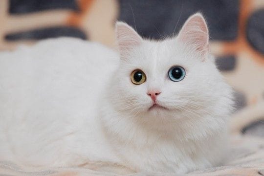 世界各国の『代表的存在』とされている猫種4選 各種のルーツや飼育のポイントまでご紹介