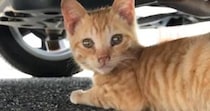 台風が近づいていた日、『やせて汚れていた子猫』と出会った結果…心温まる『感動のエピソード』に１万いいね「素敵なご縁」「涙腺がゆるんだ」