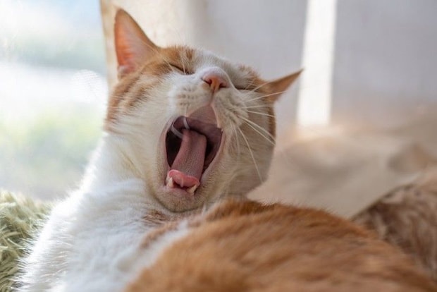 あくびをする猫