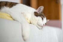 猫が『眠い』ときにするサイン5つ　眠気の見分け方や飼い主が気をつけたいこと