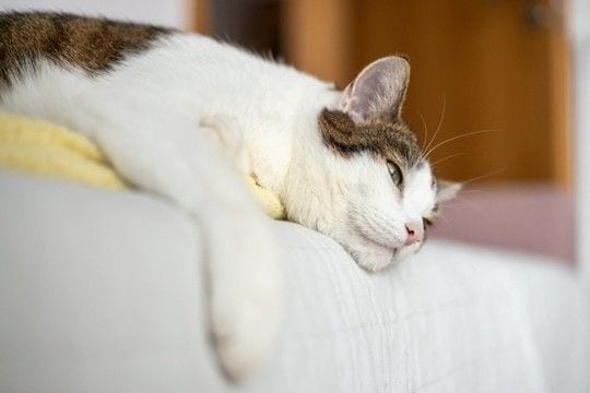 猫が『眠い』ときにするサイン5つ 眠気の見分け方や飼い主が気をつけたいこと