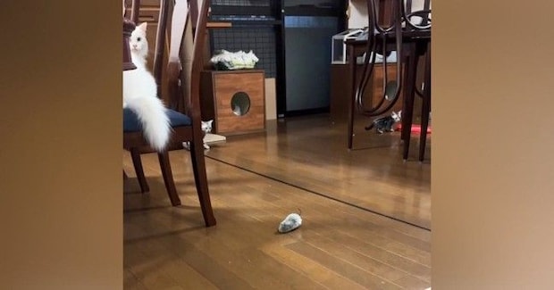 3匹の子猫たち→おやすみ前に『ベル』を鳴らしてみると…可愛すぎる『まさかの光景』が37万再生「すごい瞬発力w」「何度も見てしまったw」
