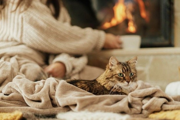 毛布のなかの猫