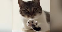 『変な寝方をしている猫』を撮っていたら…想定外の『可愛すぎる展開』が31万再生「4週連続で笑ってしまった」「心臓ヒュンってなるやつ」