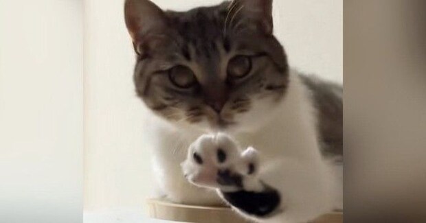 『変な寝方をしている猫』を撮っていたら…想定外の『可愛すぎる展開』が31万再生「4週連続で笑ってしまった」「心臓ヒュンってなるやつ」