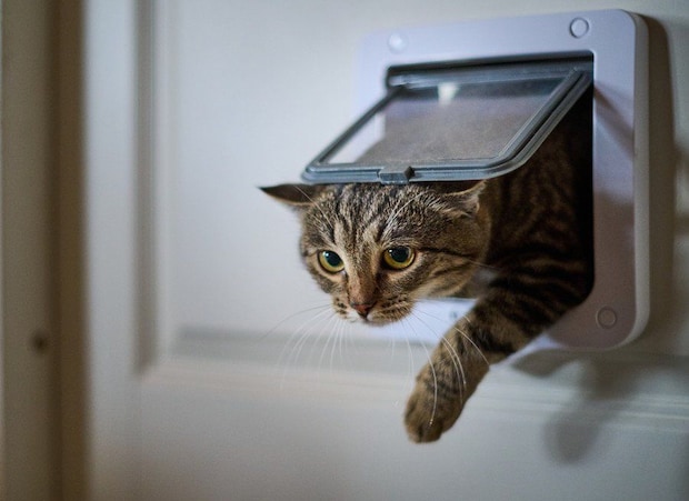 猫ドアから入る猫