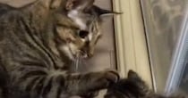 はじめましての『新入り子猫』に……先住猫が見せた『驚きの神対応』が39万再生「優しさがあふれてる」「仲良しになれそう」と感動の声