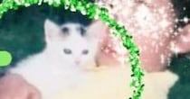 母猫が交通事故に遭い、路頭に迷っているところを保護された『小さな子猫』→20年後……感動のビフォーアフターにSNSで反響