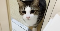 お父さんが『お風呂』に入ると、猫たちが次々にやってきて…思わず笑ってしまう光景が41万再生「なんて優しいのｗ」「もう幸せすぎるね」