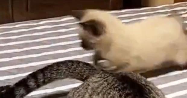 先輩猫のしっぽを『全力で追いかける子猫』を撮っていたら…あまりにも『予想外な展開』に２万いいね「元気いっぱいｗ」「全部かわいいｗ」