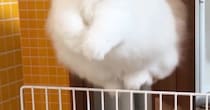 飼い主のもとに行きたくて『柵を飛び越えたネコ』→顔をよく見ると…尊すぎる瞬間に２万いいね「本物のエンジェルだ」「むちゃくちゃ可愛い」