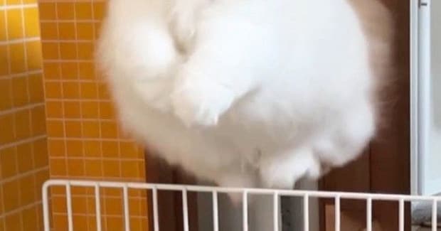 飼い主のもとに行きたくて『柵を飛び越えたネコ』→顔をよく見ると…尊すぎる瞬間に2万いいね「本物のエンジェルだ」「むちゃくちゃ可愛い」