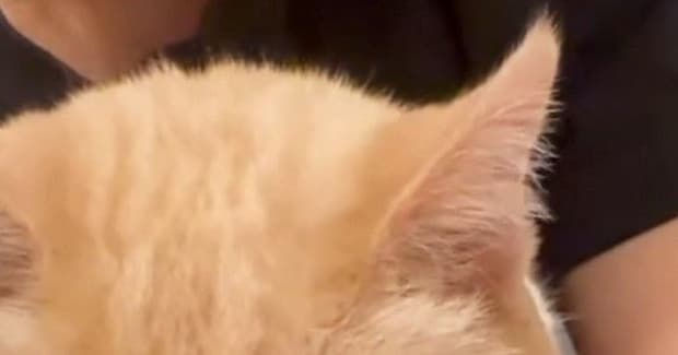 地震がきて怖くなってしまった猫→『抱っこ』したら…涙が出るほど『可愛い反応』が285万再生「抱きしめたい」「主がいる時間でよかった」