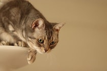 猫を飼っていると起こる『飼い主が焦る瞬間』5選　思わずヒヤヒヤする場面や安全を守るための対策