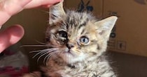 溝で『弱っていた子猫』を保護→7年後…たくましく育った『現在の光景』に笑ってしまうと239万表示「躍動感が凄いｗ」「顔がたまらん」