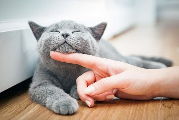 喉を撫でられて目を細める猫