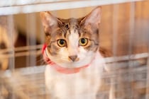 ペットショップにいる『売れ残りの猫』の行く末とは？不幸な猫を増やさないために私たちにできること3つ