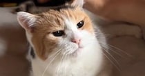 朝から甘えん坊モード全開な三毛猫→撫でてあげると……たまらなく可愛い光景に「ほんっとに愛しい」「赤ちゃんすぎて好き」と悶絶の声続出
