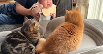 赤ちゃん用のベッドを使うようになった猫→弟猫も使い始めて……笑ってしまう展開に「好かれすぎでしょｗ」「もう一つ買うしかないｗ」の声