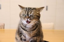 猫が『不機嫌』になっているときのサイン4つ　気持ちを見極めるコツから飼い主にできることまで