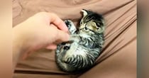 保護当初は『手のひらサイズだった子猫』→５年後……「想像をはるかに超えてきたｗ」驚きのビフォーアフターが52万再生「ボスになってるｗ」