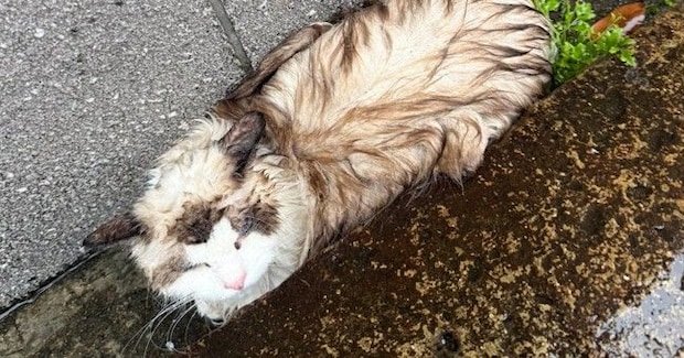 雨の日に溝でうずくまっていた『ずぶ濡れの迷子猫』を発見→迎えた結末が…心温まるエピソードに3万いいね「泣ける」「出会えてよかった」