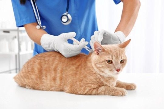 猫がかかると致命的な『危ない感染症』3選 主な原因や症状、予防のためにできることまで解説