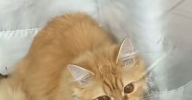 家を出た直後、振り返って『窓』を見たら…猫がくわえていた『まさかのモノ』に4万いいね「昼ごはん忘れてるニャ」「仕事行きたくなくなるw」