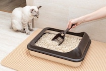 猫が『トイレ掃除を監視』してくるときの理由5つ　なにをチェックしているの？不思議な行動の意味とは