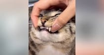『猫の欠けた歯を治して』とAIにお願いした結果…思っていたのと違う『衝撃の光景』に４万いいね「めっちゃ綺麗ｗ」「意外と違和感ないｗ」