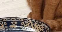 猫に水を飲んでほしくて『鰹節』を入れてみた結果…想定外の『可愛すぎる行動』に２万いいね「だしが出るのを待ってるかも」「笑ったｗ」